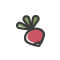 Radish