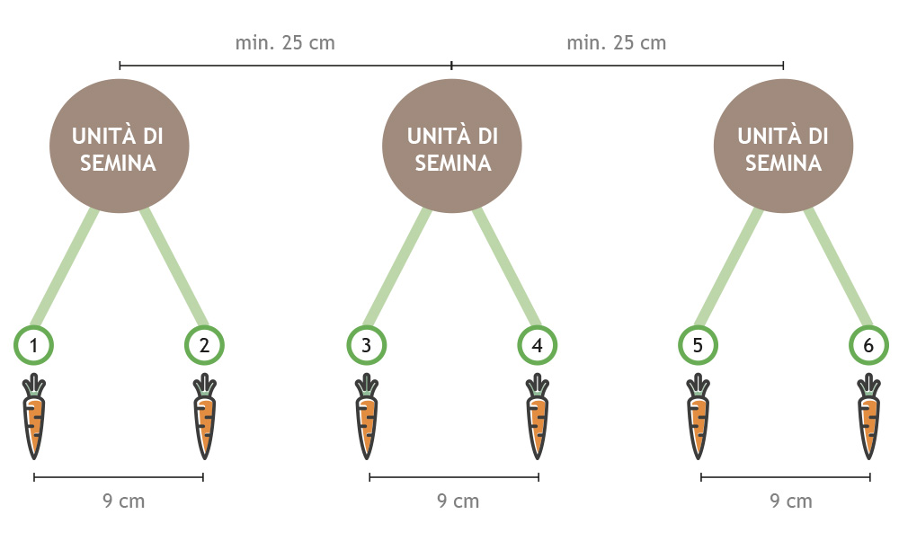 Sei linee di semina